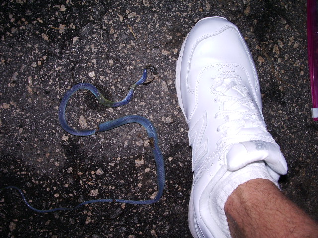 Unknown Snake