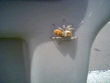 Spider on my mailbox