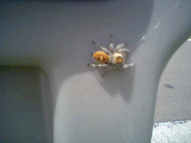 Spider on my mailbox