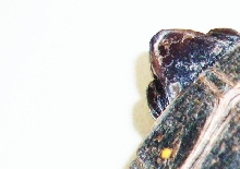 Spotted turtle carapace shot