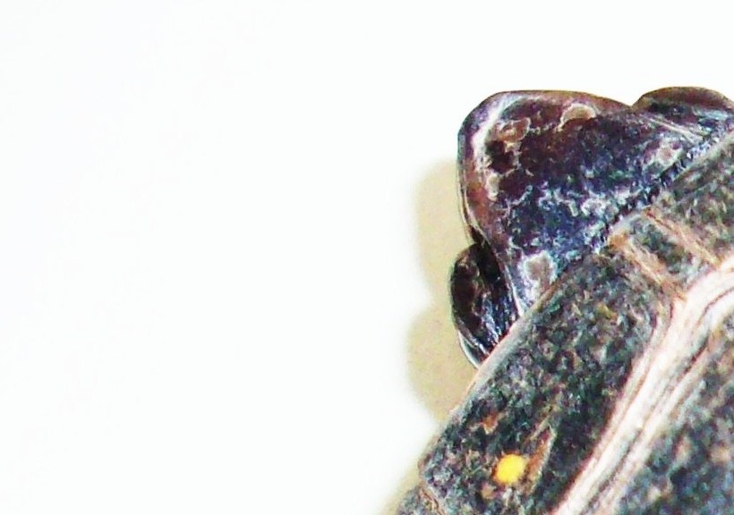 Spotted turtle carapace shot