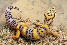 MALE1