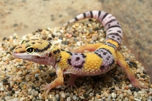 MALE2