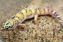 MALE3