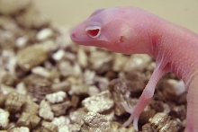 baby RAPTOR