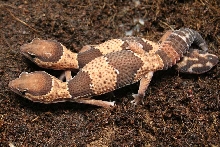 het for albino fat tails 1