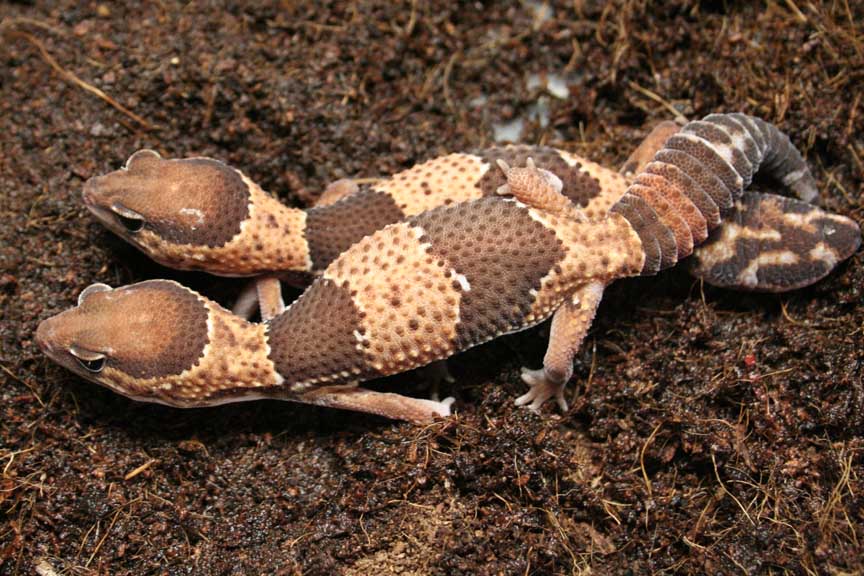 het for albino fat tails 1