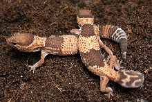 het for albino fat tails 2