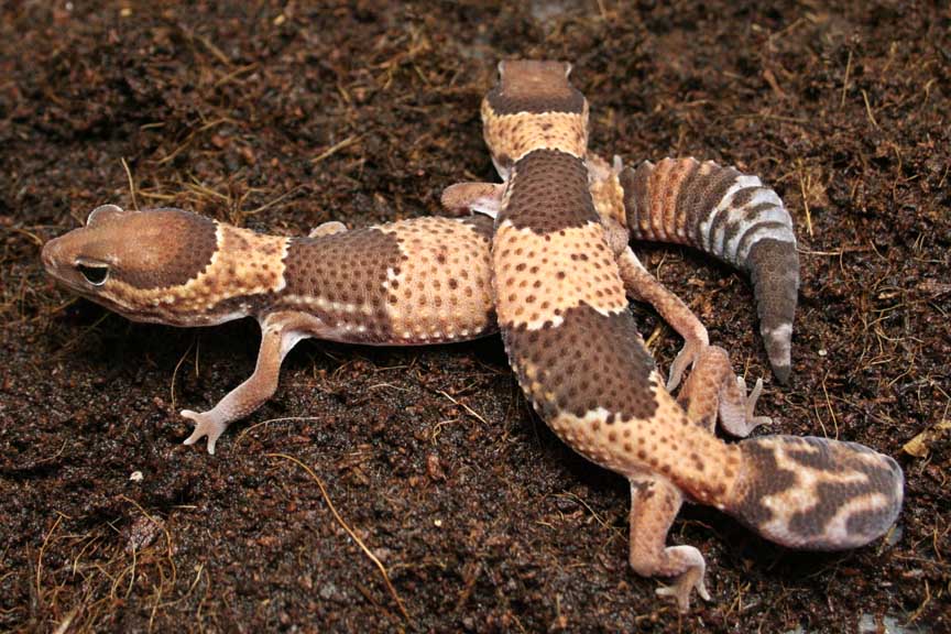 het for albino fat tails 2