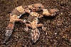 het for albino fat tails 3
