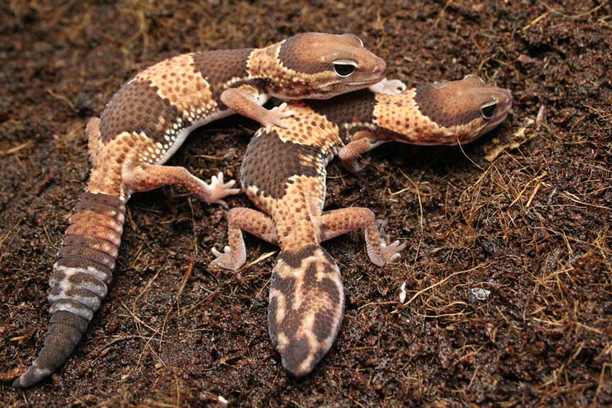 het for albino fat tails 3