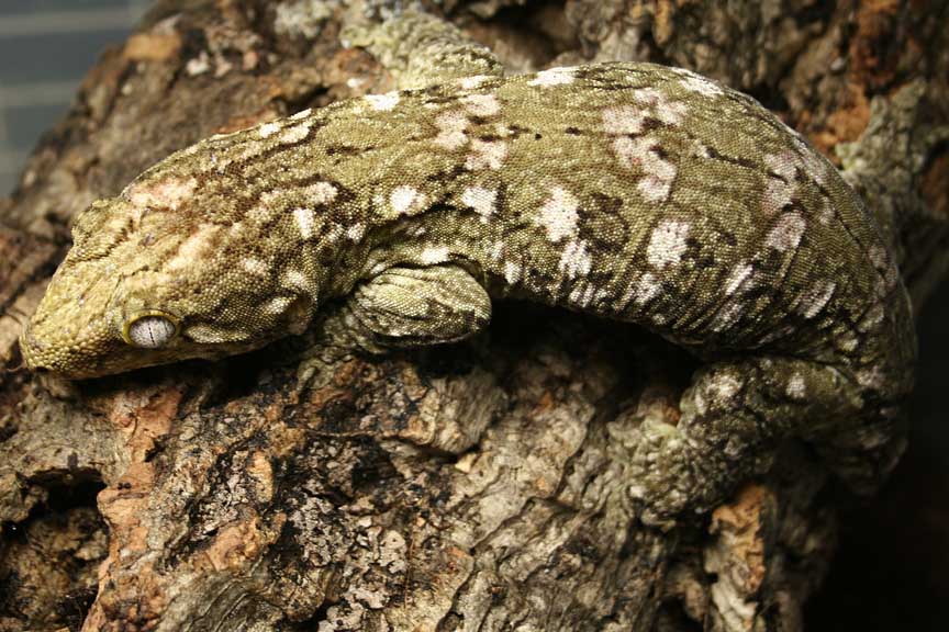 l henkeli female 1