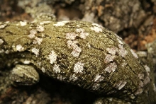 l henekli female 3