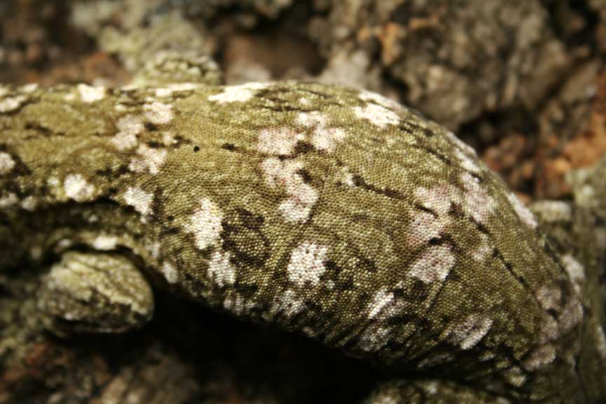 l henekli female 3