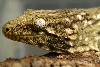 l henekli female 2