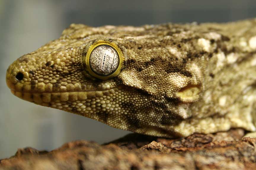 l henekli female 2