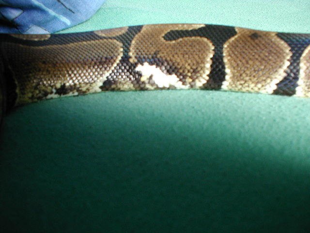 Possible pied marks?