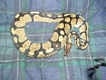 Normal bp