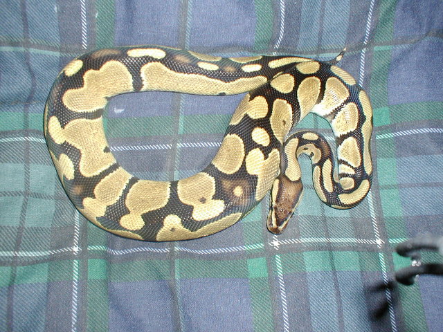 Normal bp