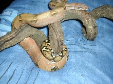 Bci