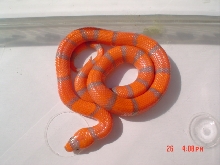 EXTREME HYPO