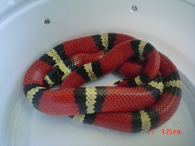 tri color honduran