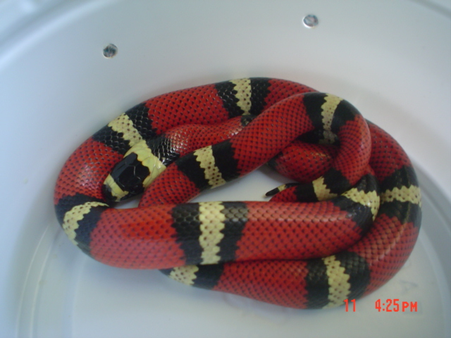 tri color honduran