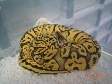 ball python