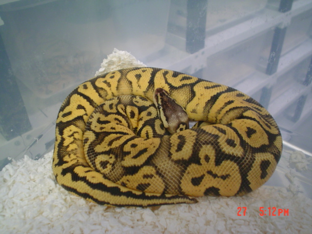 ball python