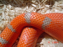 extreme female 2