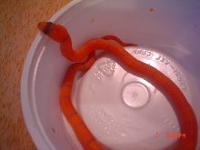 vanishing hypo 080206