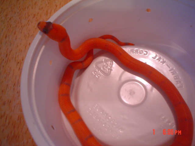 vanishing hypo 080206