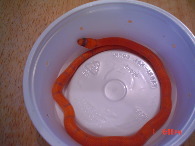 vanishing hypo2 080206