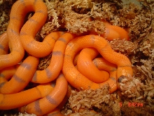 Hypo Hondos hatching