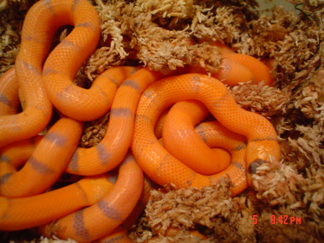 Hypo Hondos hatching