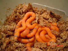 Hypo Hondos hatching 2
