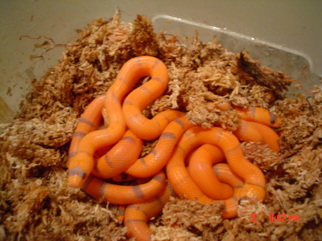 Hypo Hondos hatching 2