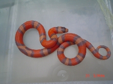 tri color hypo 090106