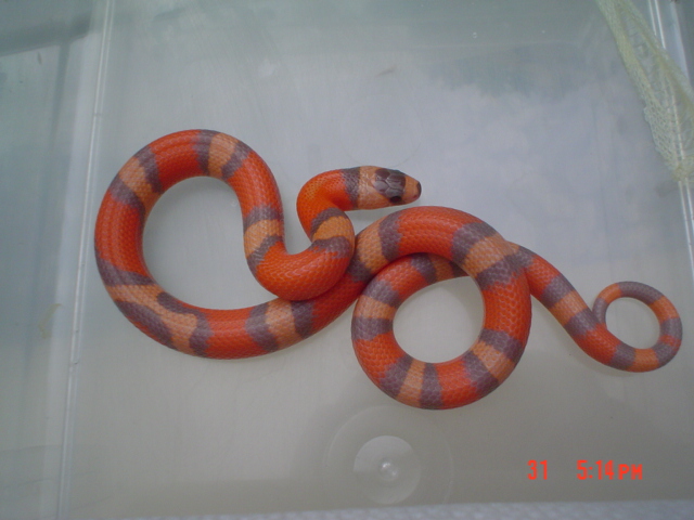 tri color hypo 090106