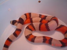 High wide white tri color hondo