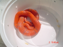 VP Extreme Hypo Hondo 2007