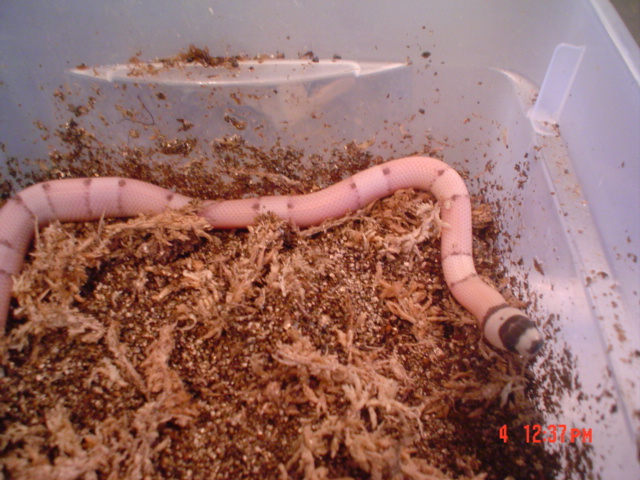 VP Ghost Hondo 2007