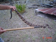 cainbrake