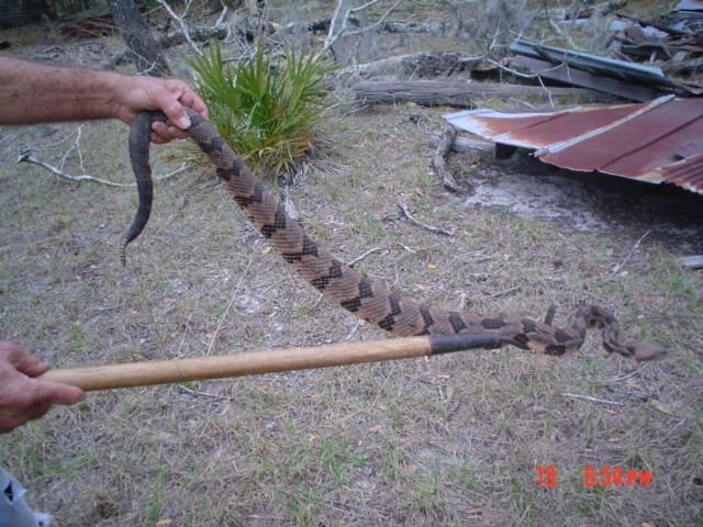 cainbrake