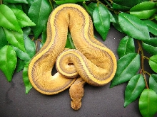 orange ghst g-stripe