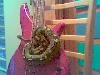 bass ball