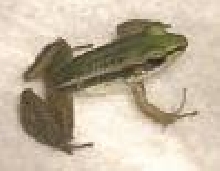 Asian Greenback Frog
