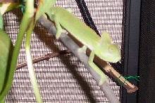 Azo3