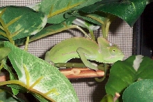 Azo6