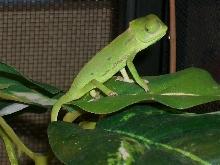 Baby cham